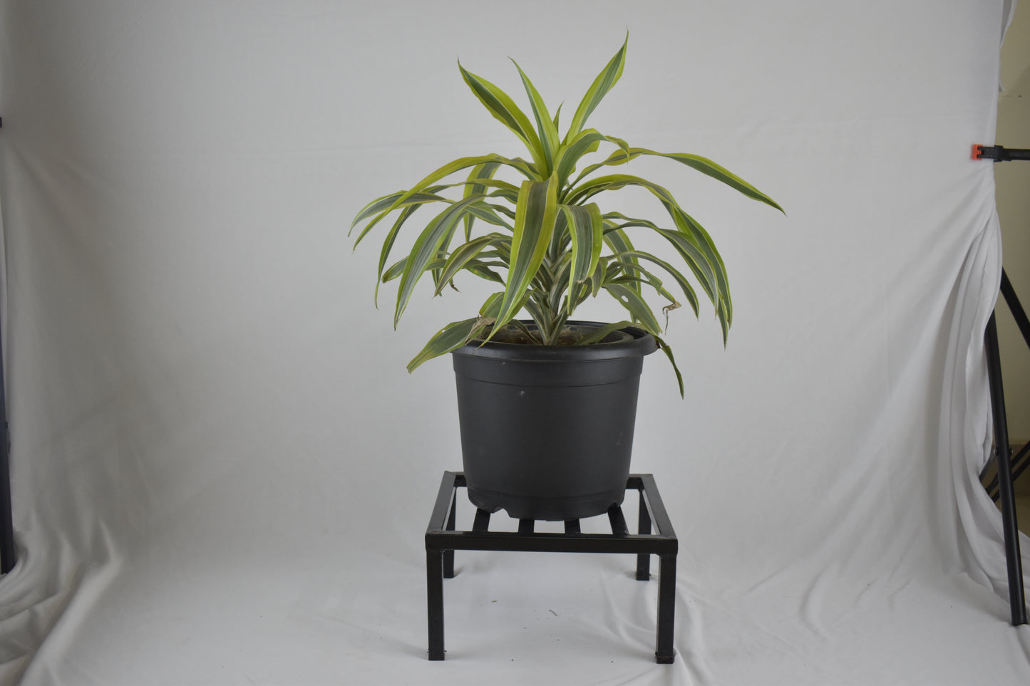 Square Latin Metal Plant Stand(12inch)