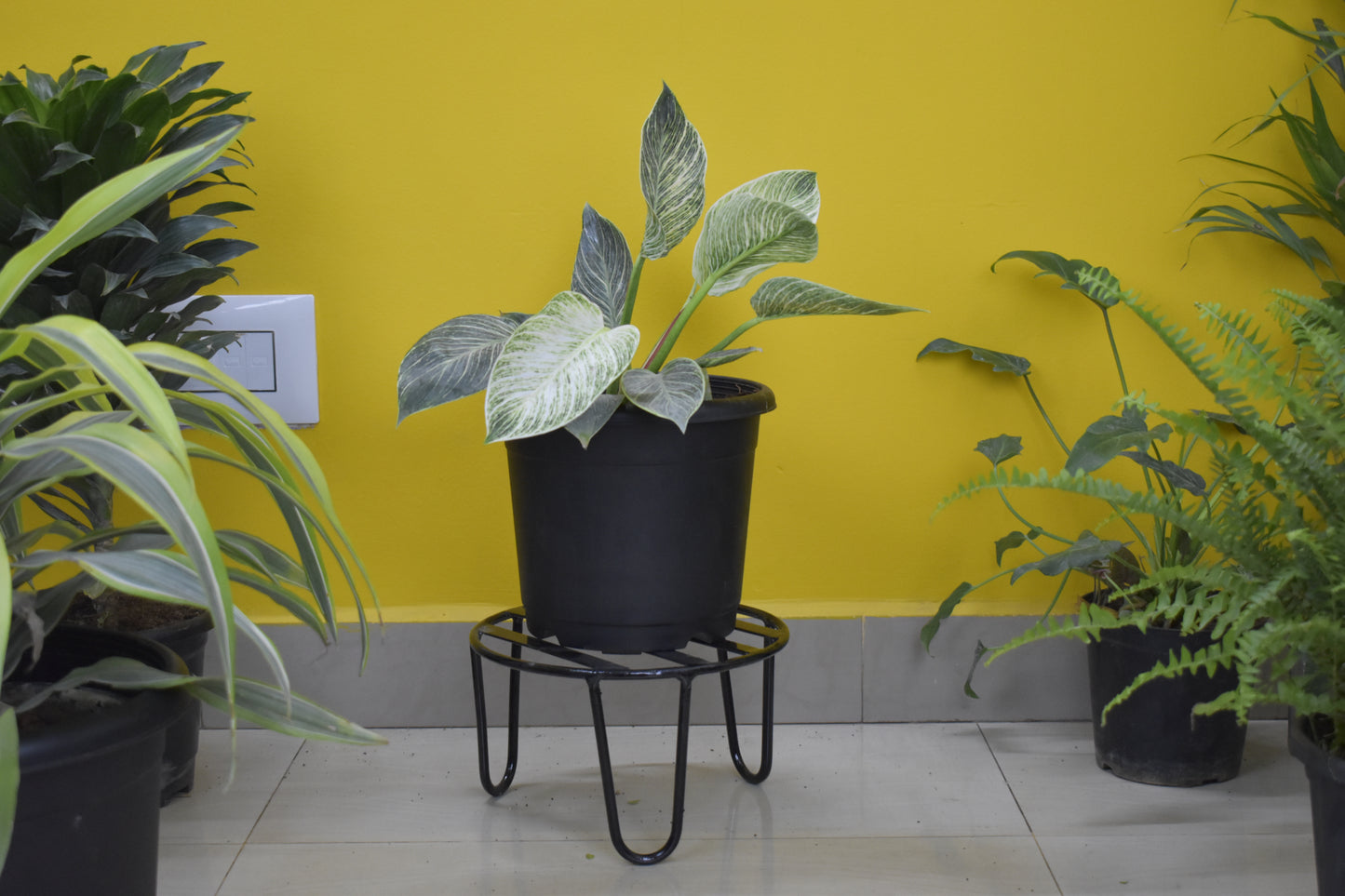 Alpha plant stand for plants (PSS10DW0001)