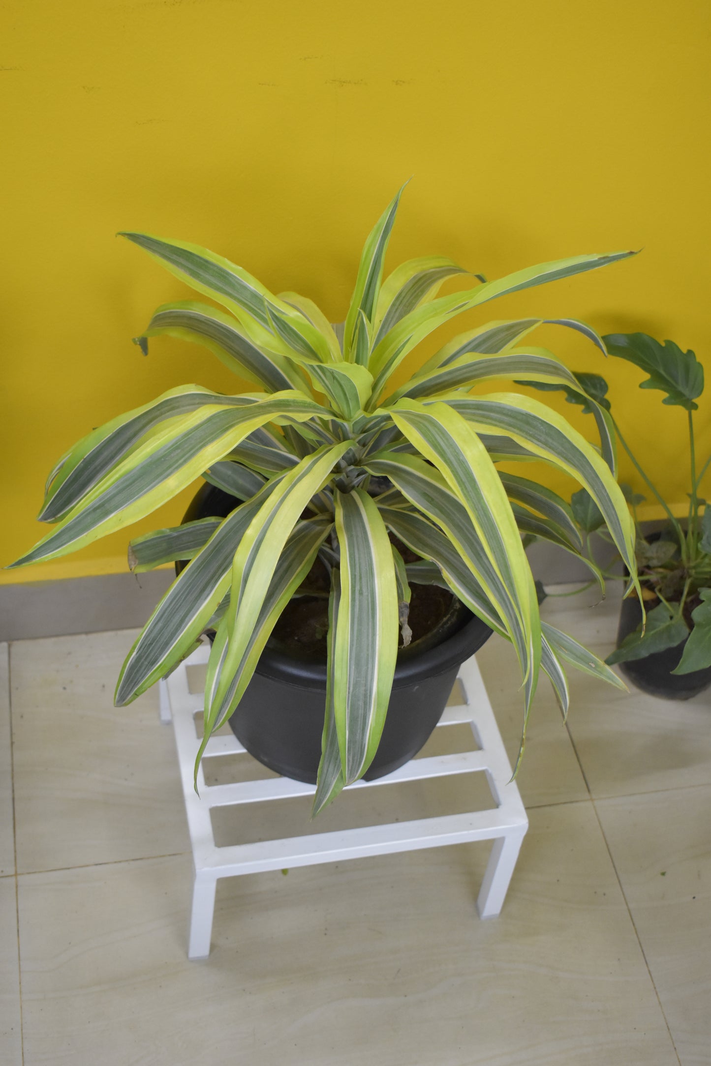 Square Latin Metal Plant Stand