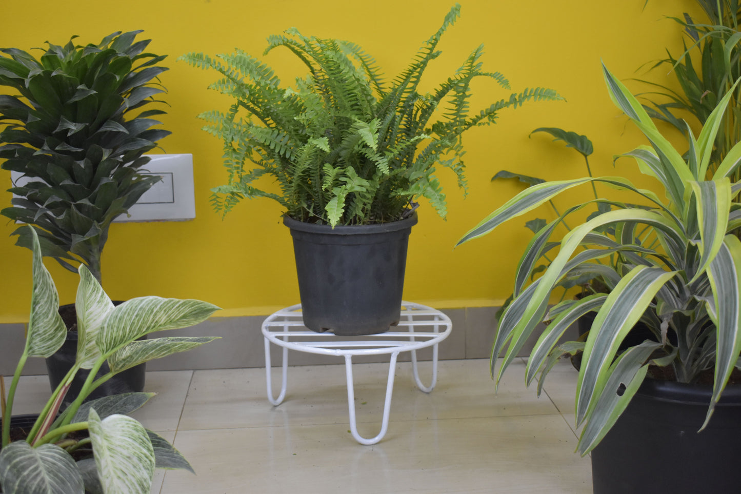 Alpha plant stand for plants