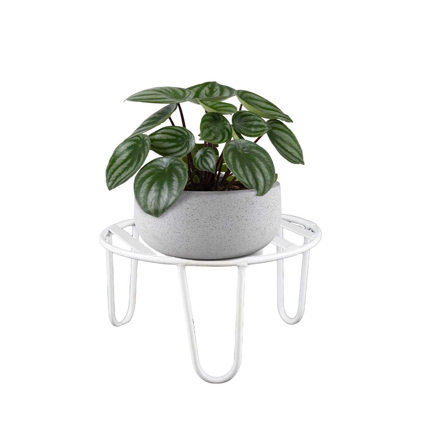 Alpha plant stand for plants