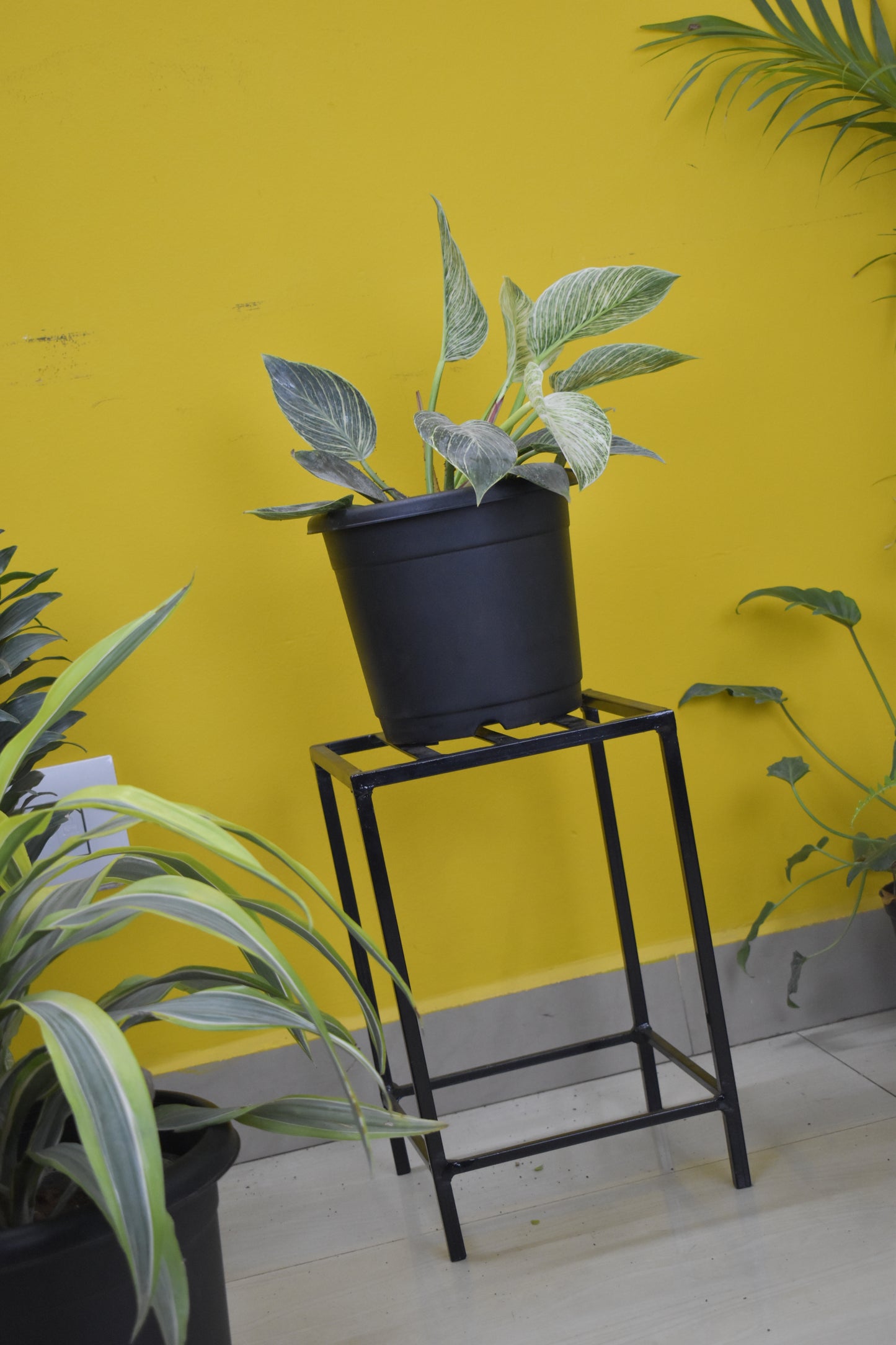 Tulasi Plant Stand for Plants